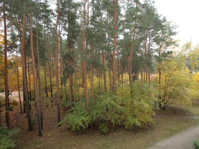 Suchst Du ein kleines Zuhause am Wald?