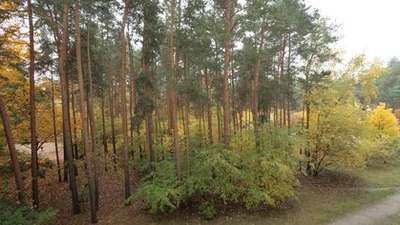Durch den Wald bis zum Müggelsee spazieren