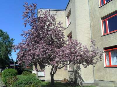 Sanierte große Wohnung
